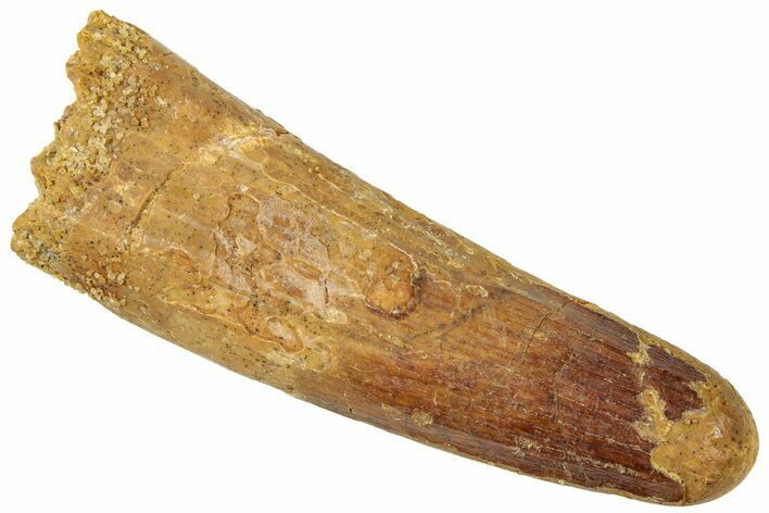 Fossil Spinosaurus Tooth - Real Dinosaur Tooth #312983